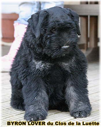 bouvier des flandres photo chiot - Elevage Clos Luette -  COPYRIGHT DEPOSE